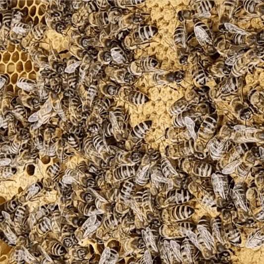 All About Ethical Beeswax